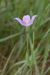 Catchfly prairie gentain